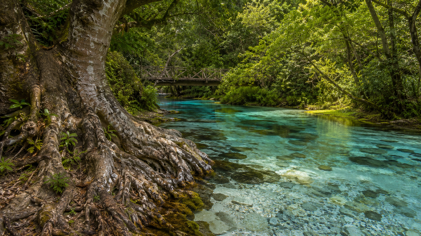 Old plane-tree roots beside the clear waters of the Blue Eye landscape